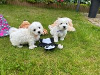 Skay i Smufi - 8 tygodni